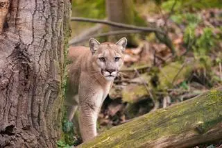 Puma płowa (Puma concolor). Zdjęcie poglądowe 