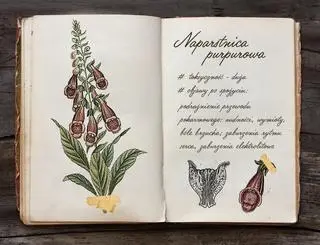 Naparstnica purpurowa
