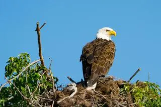 Bielik amerykański (Haliaeetus leucocephalus) - zdj. poglądowe