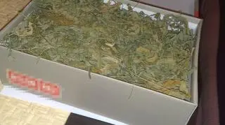 W kartonach i słoikach trzymał ususzone rośliny