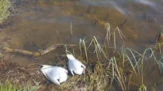 Martwe mewy znaleziono w Gołdapi