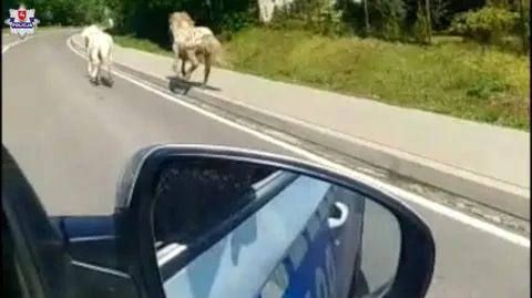 "The owner was surprised". Two runaway ponies captured by the police
