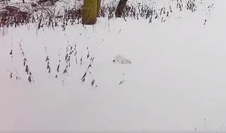 Gronostaj uchwycony przez fotopułapkę