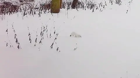 Gronostaj uchwycony przez fotopułapkę