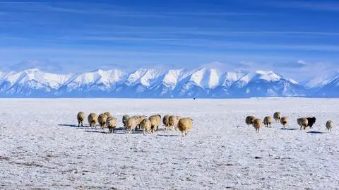 Stado owiec na zimowym stepie w Mongolii