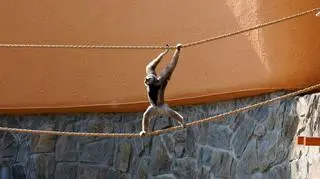 Gibony na wybiegu we wrocławskim zoo 