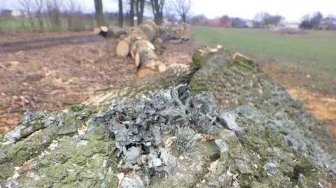 Wycięte dęby