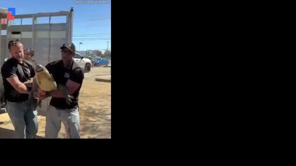 ALIGATOR_VIDEO_PION_0803