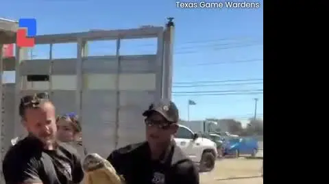 ALIGATOR_VIDEO_PION_0803