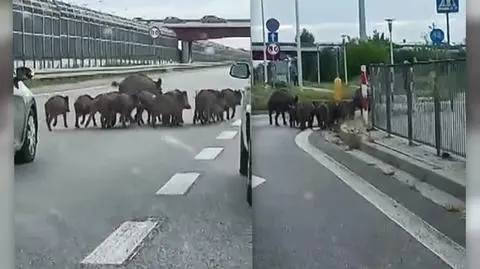 Rodzina dzików na trasie S8. Kierowcy pomagali tak, jak umieli