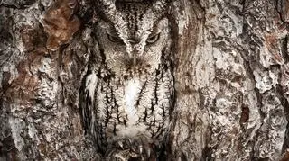 Wyróżnienie - Portrait of an Eastern Screech Owl