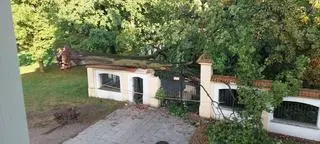 Powalony klon na ogrodzeniu