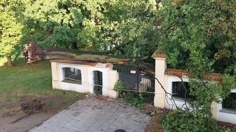 Powalony klon na ogrodzeniu