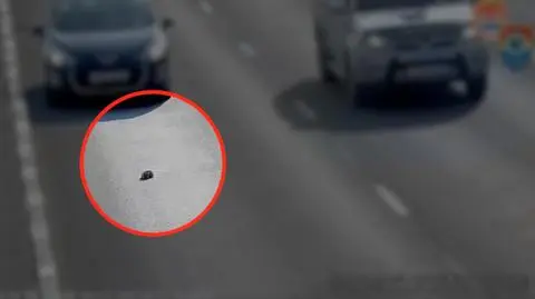 Mały kotek wypadł na autostradę. Uratował go kierowca