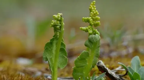 Podejźrzon księżycowy (Botrychium lunaria)