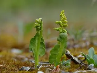 Podejźrzon księżycowy (Botrychium lunaria)