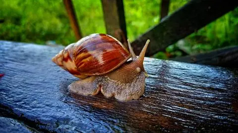 Ślimak z gatunku Lissachatina fulica - zdjęcie poglądowe