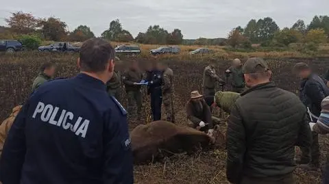 Jedna z zastrzelonych krów żubra