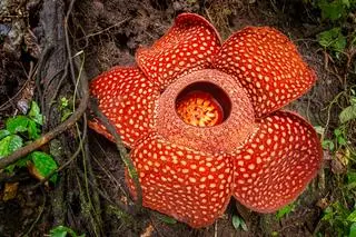 Bukietnica Arnolda (Rafflesia arnoldii) - zdj. ilustracyjne