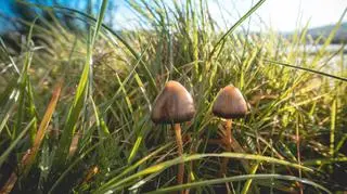 Łysiczka lancetowata 