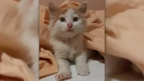 Kot uratowany przez policjantów znalazł dom u jednego z funkcjonariuszy