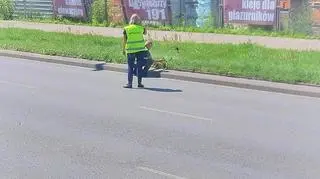 Ptaki spacerowały pomiędzy torowiskiem tramwajowym