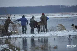Cielęta uciekły na bagno. Złapać pomogli je strażacy ochotnicy