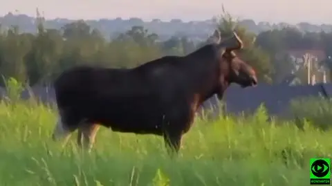 "Patrzę, a tu coś idzie przez krzaki". Łoś spacerował po osiedlu