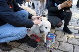  Właściciele psów rasy golden retriever kwestują w Poznaniu podczas 29. Finału WOŚP
