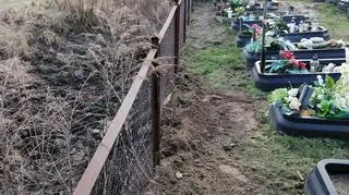 Na cmentarz weszły dziki. Trwa usuwanie szkód