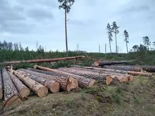 Wycięto ponad sto drzew w wieku 167 lat