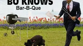 W roli głównej pies Obamy Bo