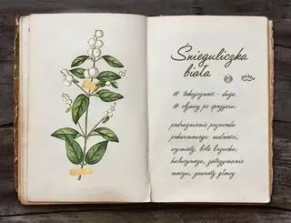 Śnieguliczka biała