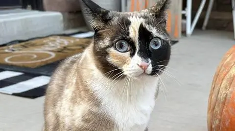 Zaginiona kotka odnalazła się 800 km od domu. Schowała się w pudle z odsyłanymi butami