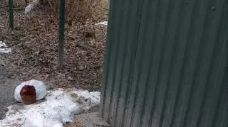Kurę ktoś skrępował i porzucił w reklamówce