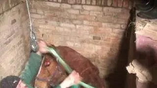 Zwierzę opasano wężem strażackim i przy użyciu wyciągarki i bloczków wydobyto na powierzchnię