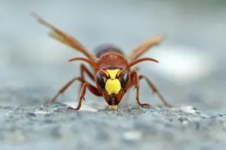 Szerszeń wschodni (Vespa orientalis)