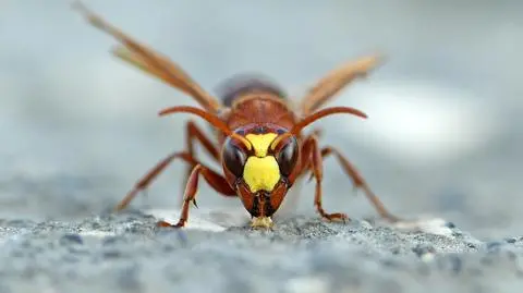 szerszen shutterstock_1736314727