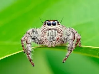 Przedstawiciel rodziny skakunowatych (Salticidae) - zdjęcie poglądowe
