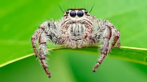 Przedstawiciel rodziny skakunowatych (Salticidae) - zdjęcie poglądowe