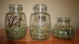 Marihuana w słoikach