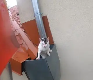 Kot utknął w rynnie