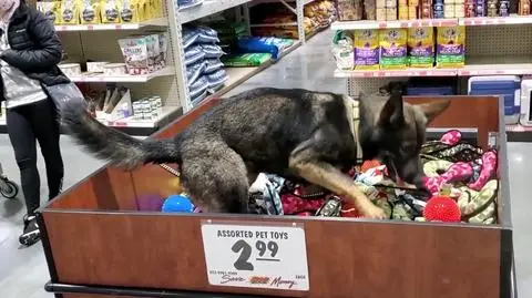 Owczarek niemiecki miał problem z wyborem zabawki 