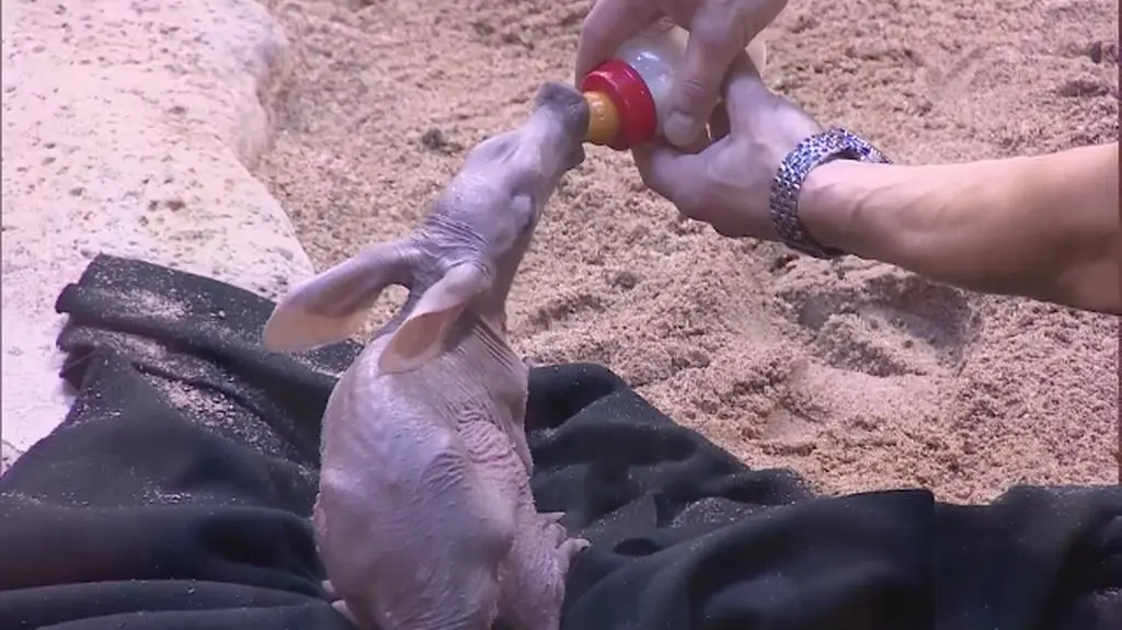 Zagadka z wrocławskiego zoo rozwiązana. Na świat przyszedł mrównik
