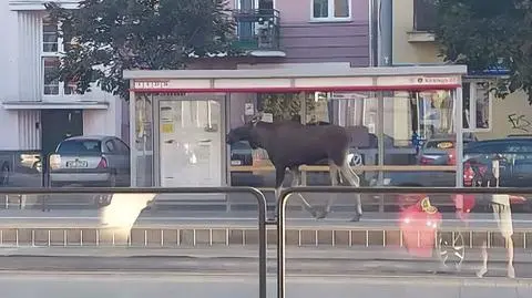 Łoś był widziany na przystanku, spacerował po torowisku tramwajowym 