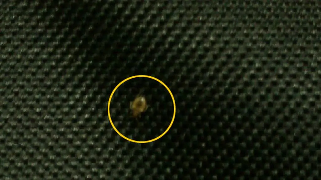 Pluskwa na torbie od laptopa
