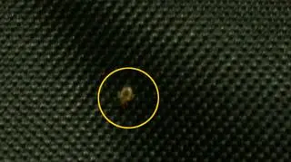 Pluskwa na torbie od laptopa