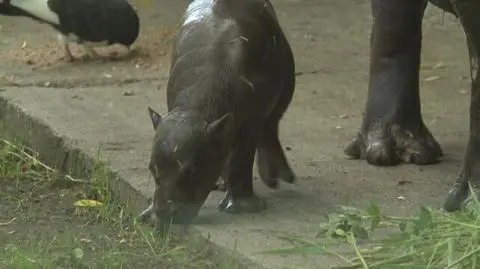 Hipopotam karłowaty urodził się we wrocławskim zoo