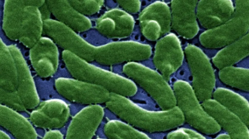 Śmiertelna bakteria atakuje