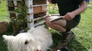 Przygotowanie domku dla owadów 